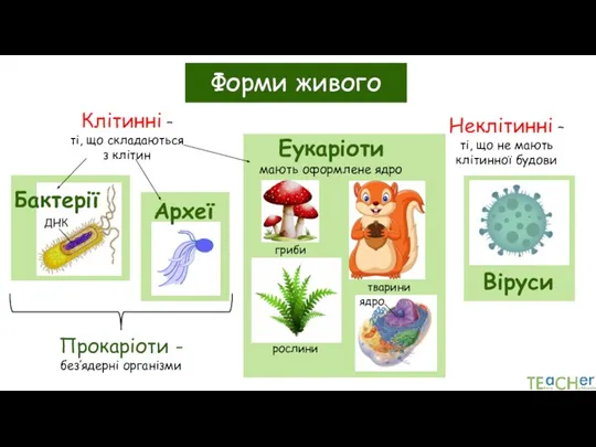 Клітинні – ті, що складаються з клітин Прокаріоти - без’ядерні організми Форми