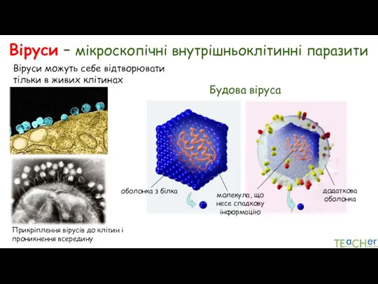 Віруси – мікроскопічні внутрішньоклітинні паразити Віруси можуть себе відтворювати тільки в живих