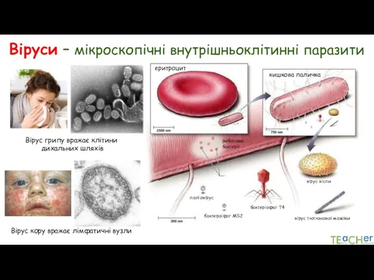 Віруси – мікроскопічні внутрішньоклітинні паразити кишкова паличка рибосома бактерії поліовірус бактеріофаг Т4