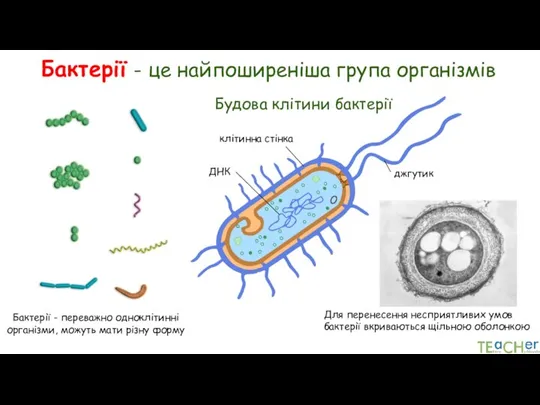 Бактерії - це найпоширеніша група організмів Бактерії - переважно одноклітинні організми, можуть