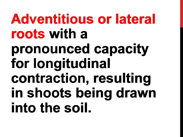 Adventitious or lateral roots with a pronounced capacity for longitudinal contraction, resulting