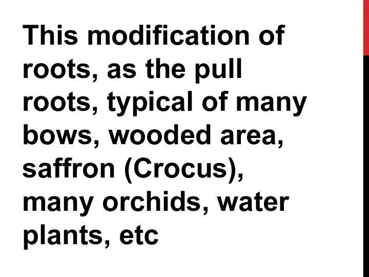 This modification of roots, as the pull roots, typical of many bows,