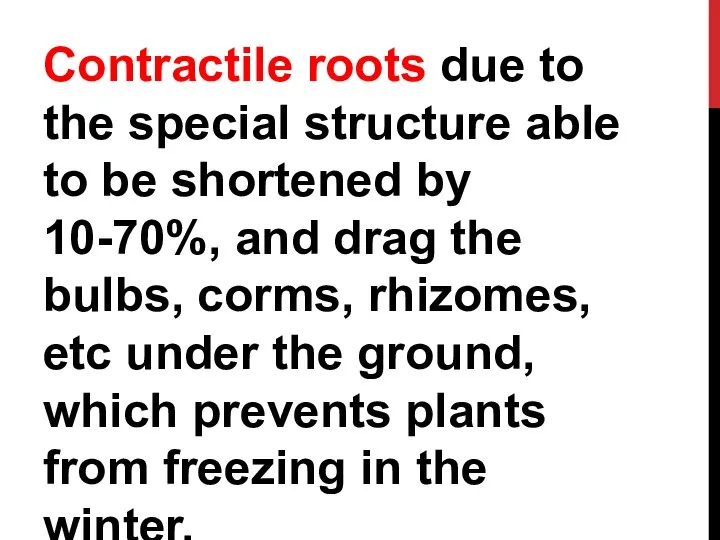 Сontractile roots due to the special structure able to be shortened by
