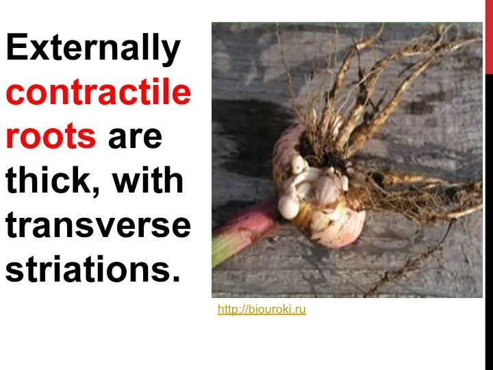Externally contractile roots are thick, with transverse striations. http://biouroki.ru
