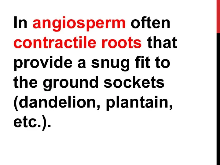 In angiosperm often contractile roots that provide a snug fit to the