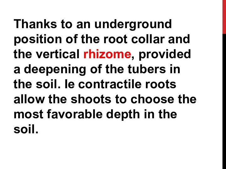 Thanks to an underground position of the root collar and the vertical
