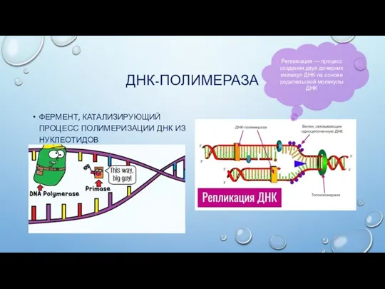 ДНК-ПОЛИМЕРАЗА ФЕРМЕНТ, КАТАЛИЗИРУЮЩИЙ ПРОЦЕСС ПОЛИМЕРИЗАЦИИ ДНК ИЗ НУКЛЕОТИДОВ Репликация — процесс создания