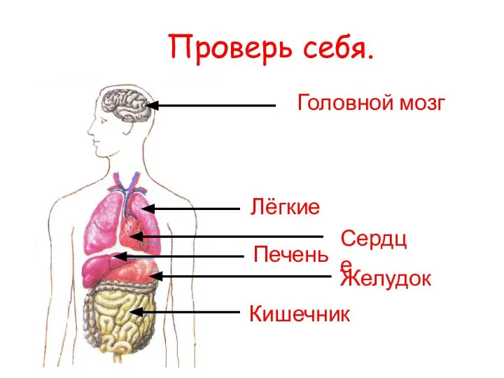 Проверь себя. Головной мозг Лёгкие Сердце Печень Желудок Кишечник