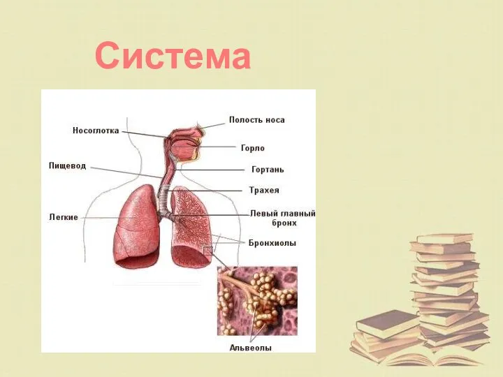 Система дыхания