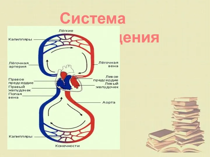 Система кровообращения