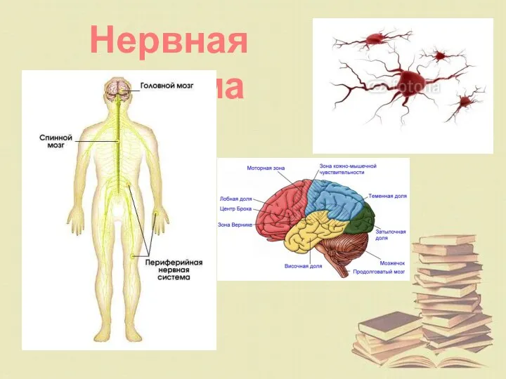 Нервная система