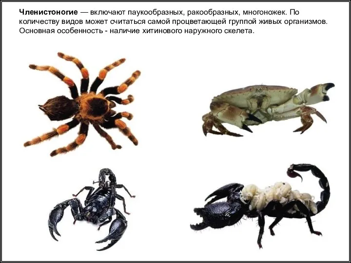 Членистоногие — включают паукообразных, ракообразных, многоножек. По количеству видов может считаться самой