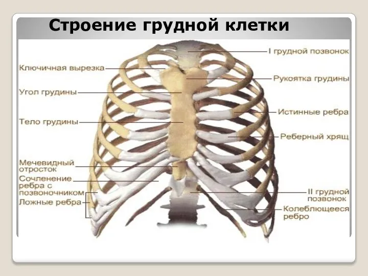 Строение грудной клетки