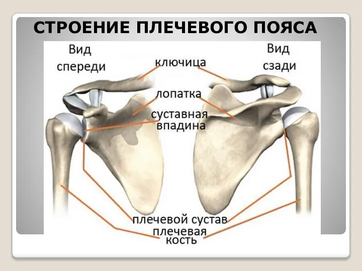 СТРОЕНИЕ ПЛЕЧЕВОГО ПОЯСА