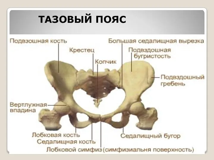 ТАЗОВЫЙ ПОЯС