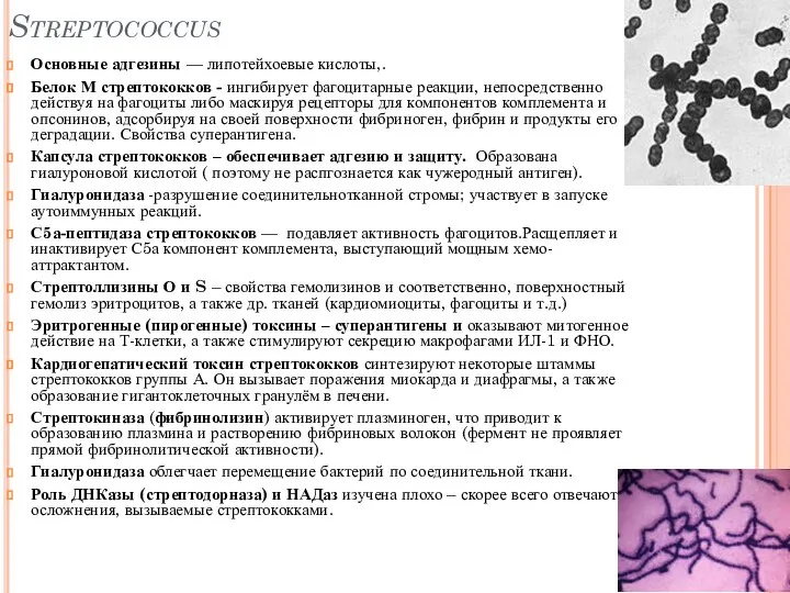 Streptococcus Основные адгезины — липотейхоевые кислоты,. Белок М стрептококков - ингибирует фагоцитарные