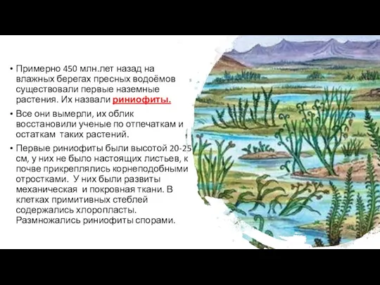 Примерно 450 млн.лет назад на влажных берегах пресных водоёмов существовали первые наземные