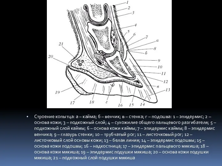 Строение копытца: а – кайма; б – венчик; в – стенка; г