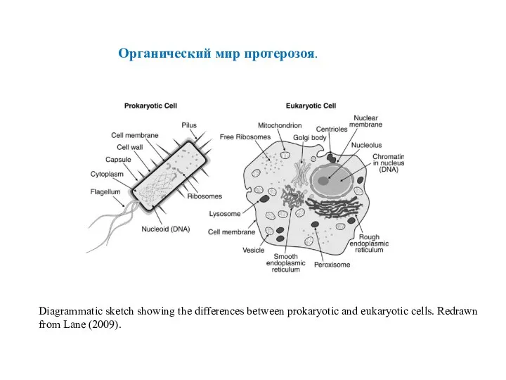 Diagrammatic sketch showing the differences between prokaryotic and eukaryotic cells. Redrawn from