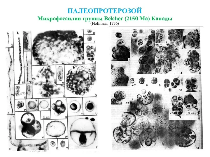 ПАЛЕОПРОТЕРОЗОЙ Микрофоссилии группы Belcher (2150 Ma) Канады (Hofmann, 1976)