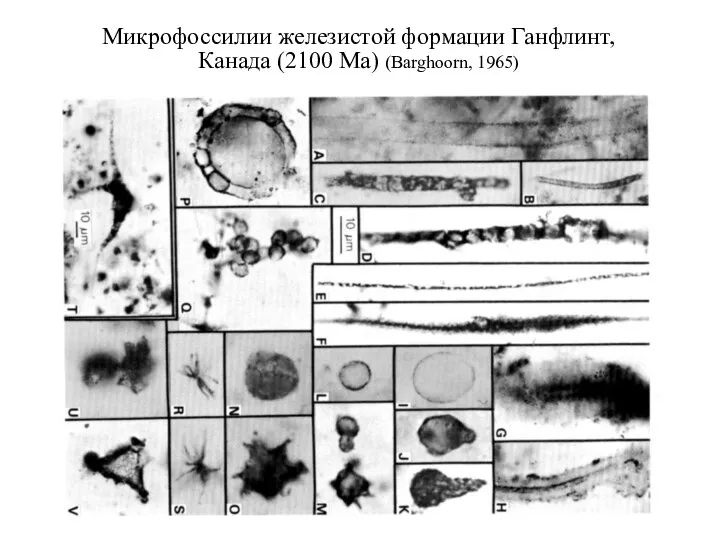 Микрофоссилии железистой формации Ганфлинт, Канада (2100 Ма) (Barghoorn, 1965)