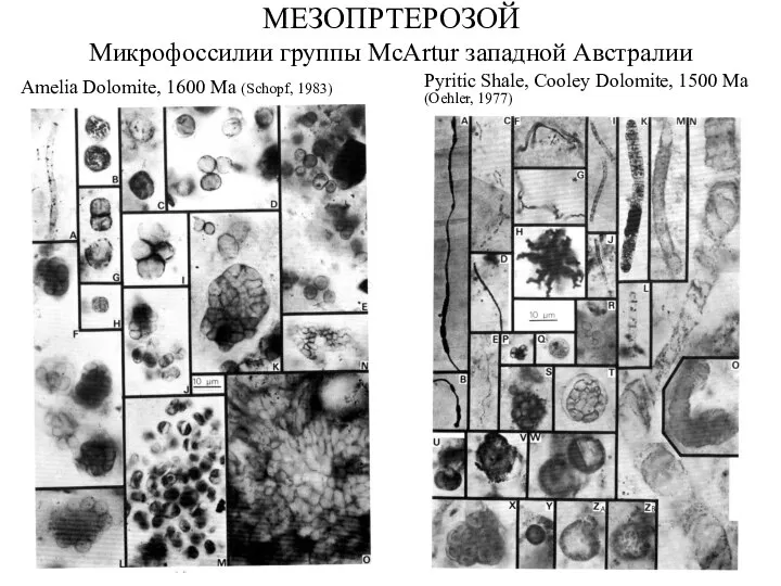МЕЗОПРТЕРОЗОЙ Микрофоссилии группы McArtur западной Австралии Amelia Dolomite, 1600 Ma (Schopf, 1983)