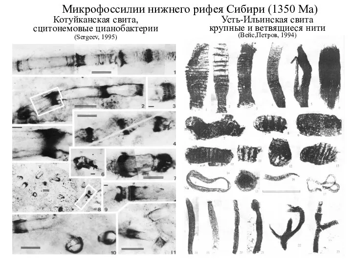 Микрофоссилии нижнего рифея Сибири (1350 Ма) Котуйканская свита, сцитонемовые цианобактерии (Sergeev, 1995)