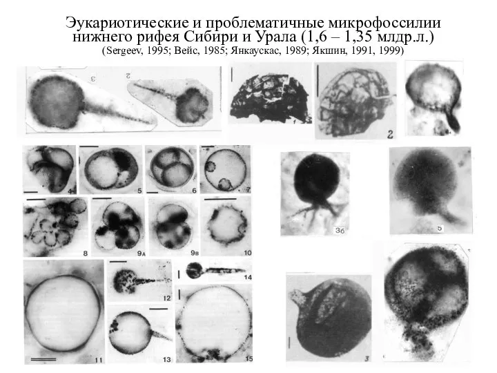 Эукариотические и проблематичные микрофоссилии нижнего рифея Сибири и Урала (1,6 – 1,35