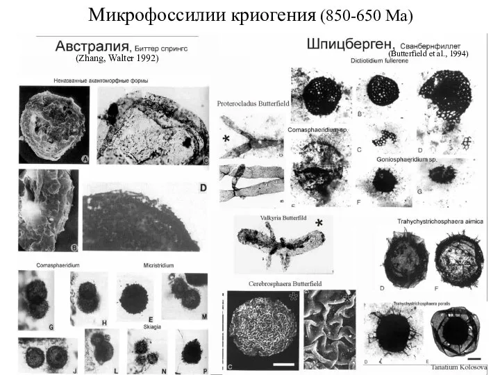 (Zhang, Walter 1992) (Butterfield et al., 1994) Микрофоссилии криогения (850-650 Ма)