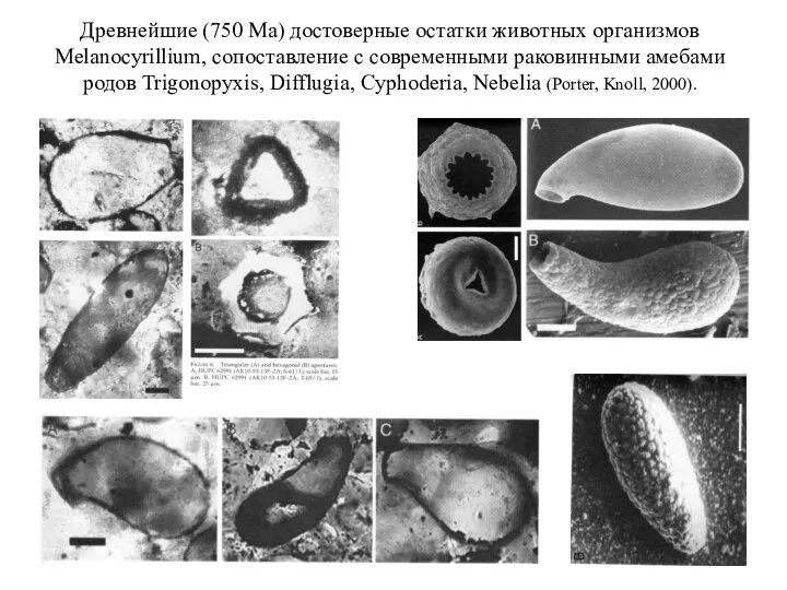 Древнейшие (750 Ма) достоверные остатки животных организмов Melanocyrillium, сопоставление с современными раковинными