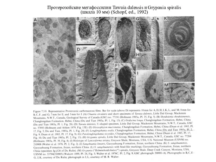 Протерозойские мегафоссилии Tawuia dalensis и Grypania spiralis (шкала 10 мм) (Schopf, ed., 1992)