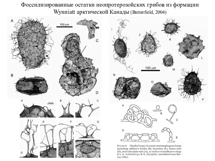Фоссилизированные остатки неопротерозойских грибов из формации Wynniatt арктической Канады (Butterfield, 2004)