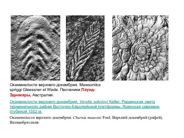 Окаменелости верхнего докембрия. Mawsonitcs spriggi Glaessner et Wade. Песчаники Паунд-Эдиакары, Австралия. Окаменелости