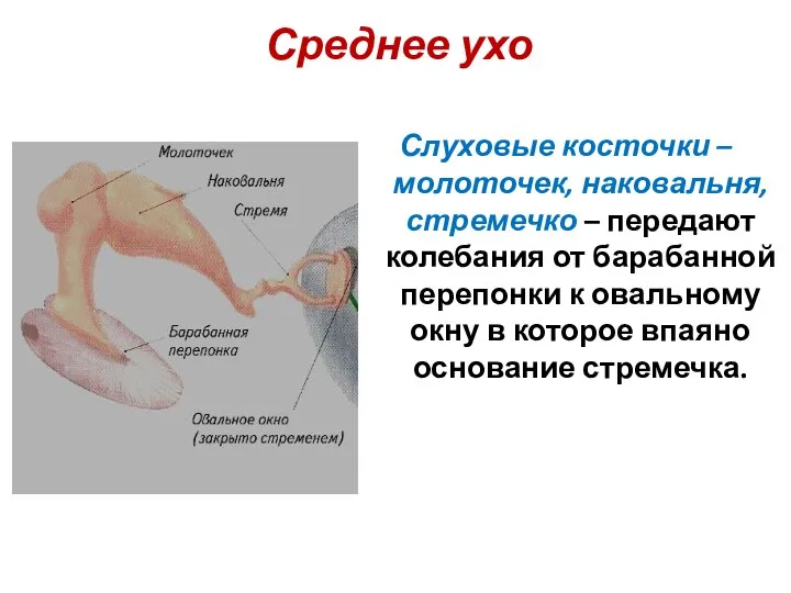 Среднее ухо Слуховые косточки – молоточек, наковальня, стремечко – передают колебания от