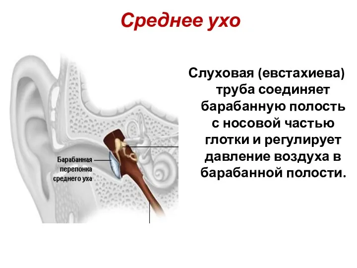 Среднее ухо Слуховая (евстахиева) труба соединяет барабанную полость с носовой частью глотки