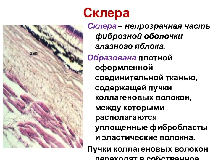 Склера Склера – непрозрачная часть фиброзной оболочки глазного яблока. Образована плотной оформленной