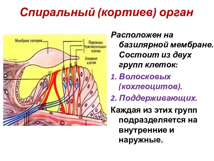 Спиральный (кортиев) орган Расположен на базилярной мембране. Состоит из двух групп клеток:
