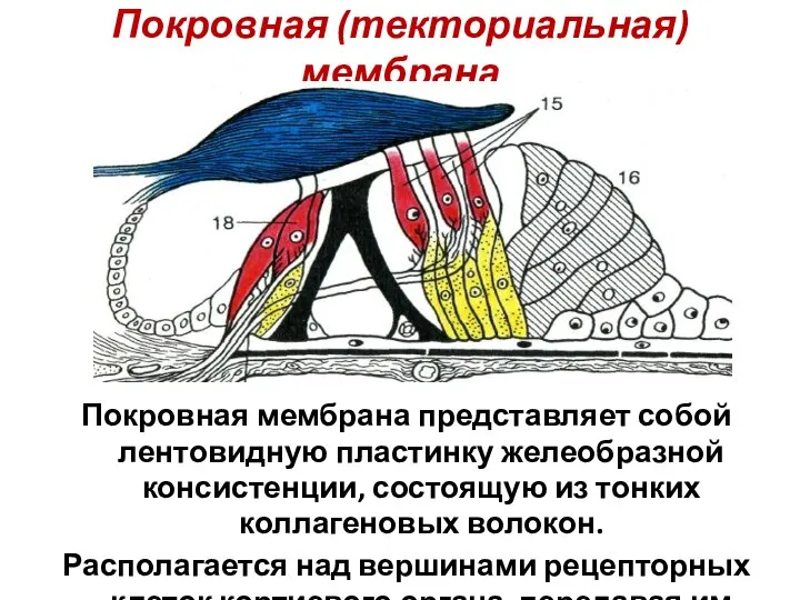 Покровная (текториальная) мембрана Покровная мембрана представляет собой лентовидную пластинку желеобразной консистенции, состоящую