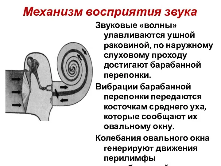 Механизм восприятия звука Звуковые «волны» улавливаются ушной раковиной, по наружному слуховому проходу