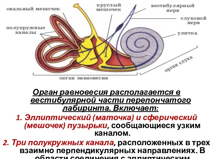 Орган равновесия располагается в вестибулярной части перепончатого лабиринта. Включает: 1. Эллиптический (маточка)