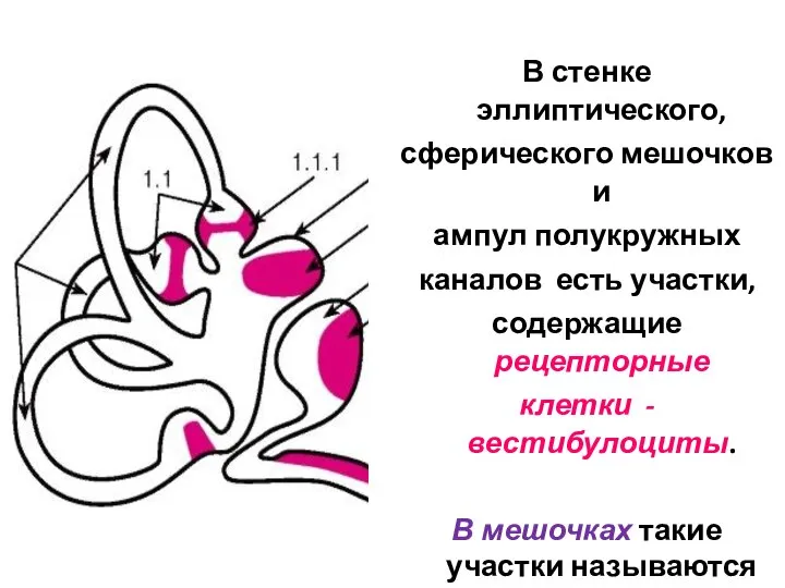 В стенке эллиптического, сферического мешочков и ампул полукружных каналов есть участки, содержащие