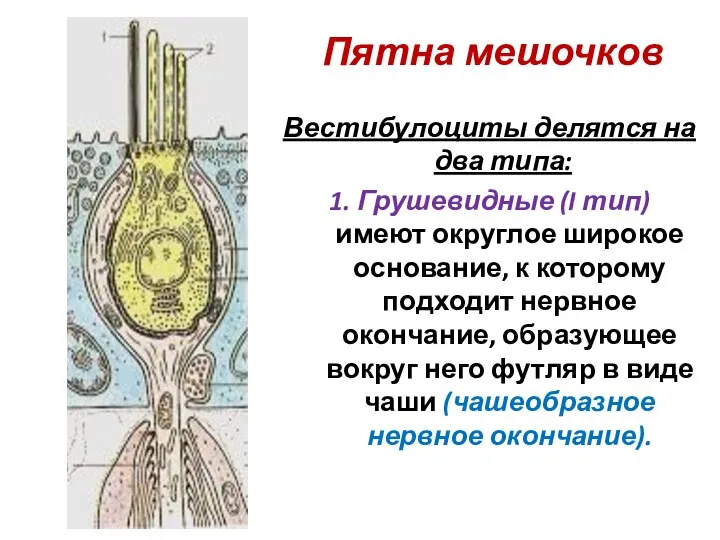 Пятна мешочков Вестибулоциты делятся на два типа: 1. Грушевидные (I тип) имеют