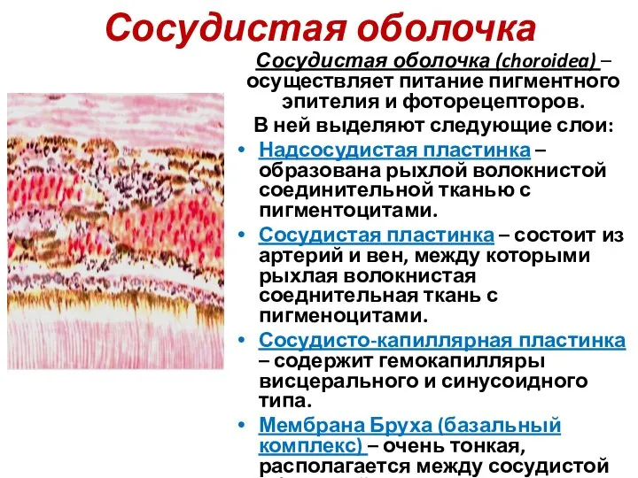 Сосудистая оболочка Сосудистая оболочка (choroidea) – осуществляет питание пигментного эпителия и фоторецепторов.