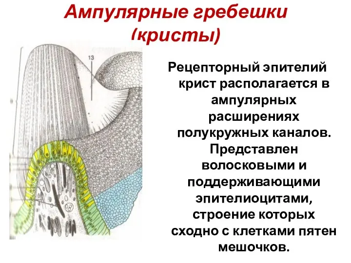 Ампулярные гребешки (кристы) Рецепторный эпителий крист располагается в ампулярных расширениях полукружных каналов.