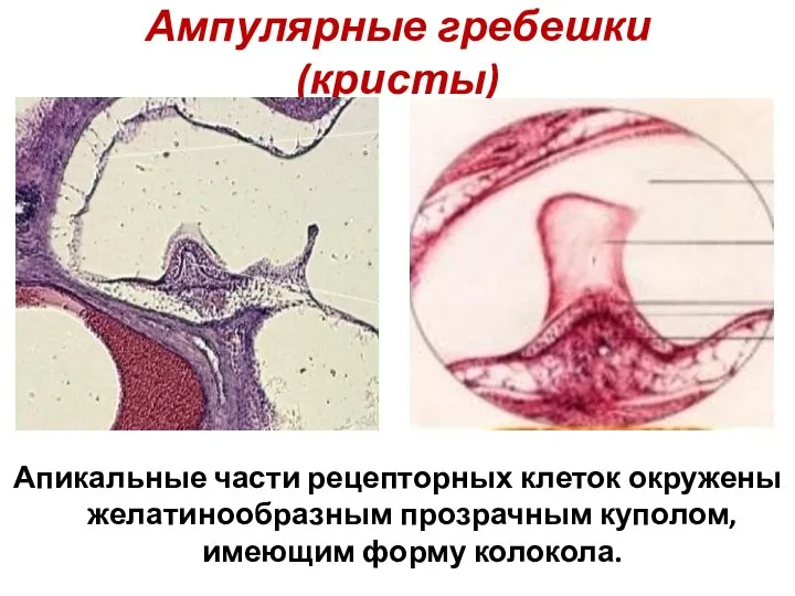 Ампулярные гребешки (кристы) Апикальные части рецепторных клеток окружены желатинообразным прозрачным куполом, имеющим форму колокола.
