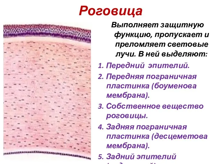 Роговица Выполняет защитную функцию, пропускает и преломляет световые лучи. В ней выделяют: