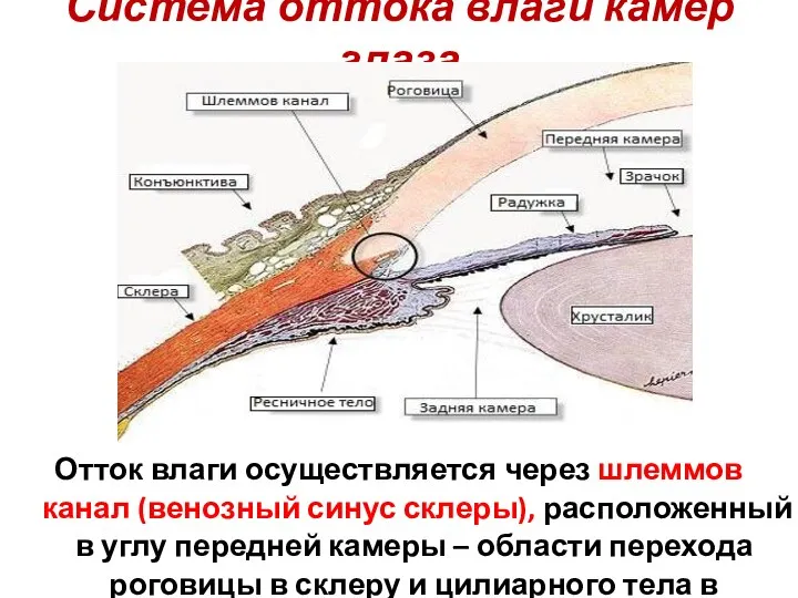 Система оттока влаги камер глаза Отток влаги осуществляется через шлеммов канал (венозный