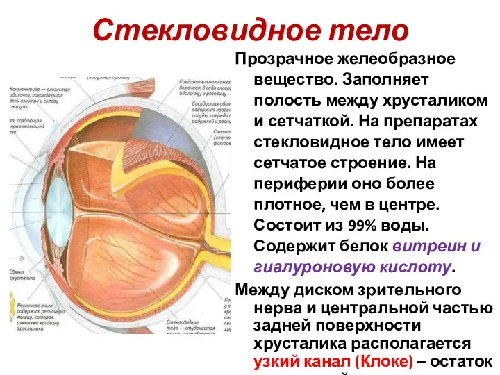 Стекловидное тело Прозрачное желеобразное вещество. Заполняет полость между хрусталиком и сетчаткой. На