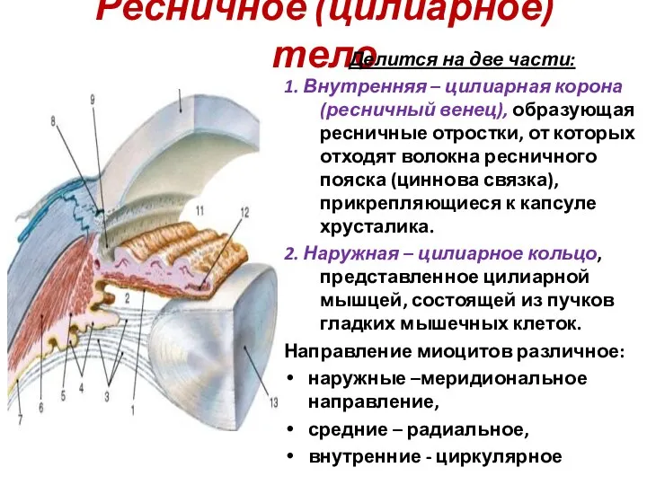 Ресничное (цилиарное) тело Делится на две части: 1. Внутренняя – цилиарная корона