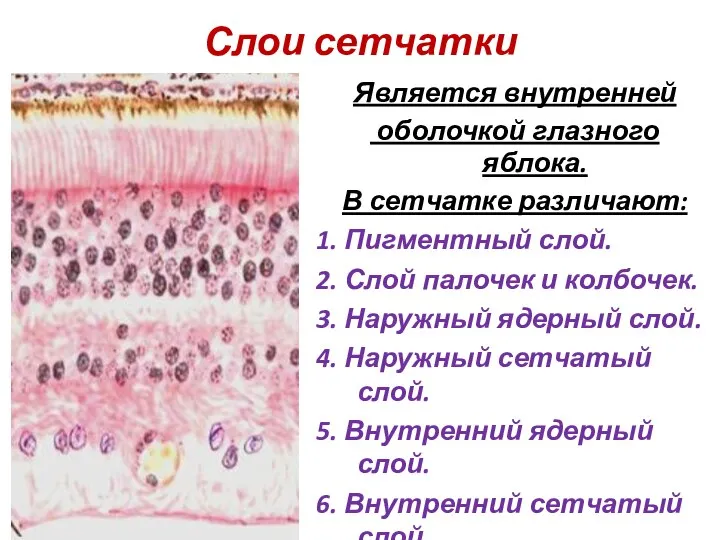 Слои сетчатки Является внутренней оболочкой глазного яблока. В сетчатке различают: 1. Пигментный